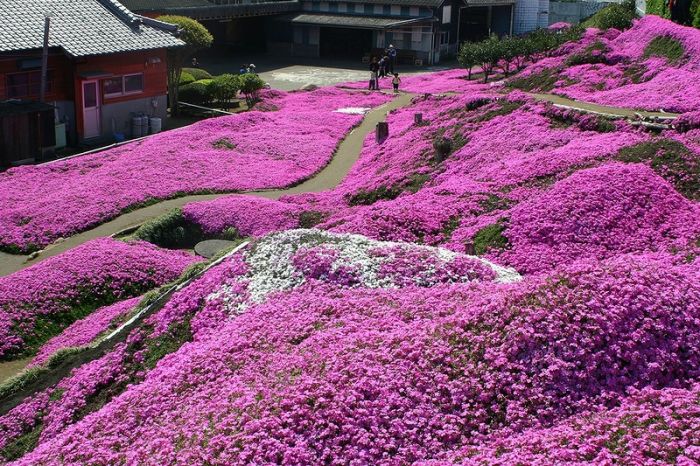 Moss Pink Cherry blossoms, Takinocho Shibazakura Park, Japan