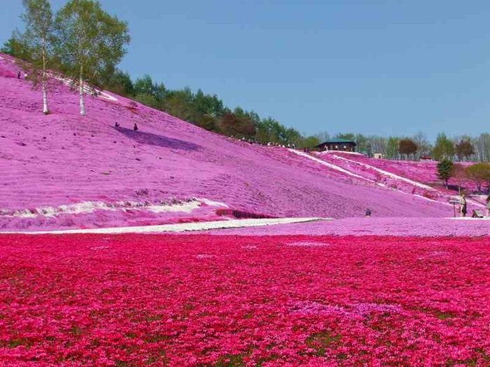 Moss Pink Cherry blossoms, Takinocho Shibazakura Park, Japan