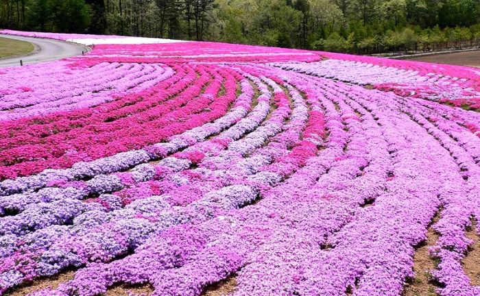 Moss Pink Cherry blossoms, Takinocho Shibazakura Park, Japan