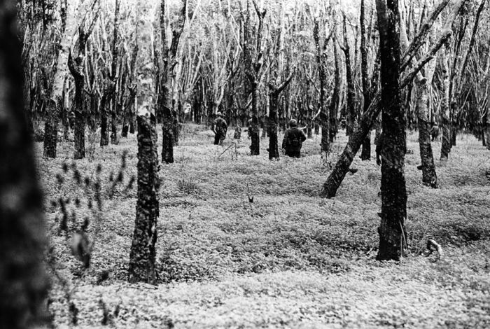 History: Vietnam war in photographs