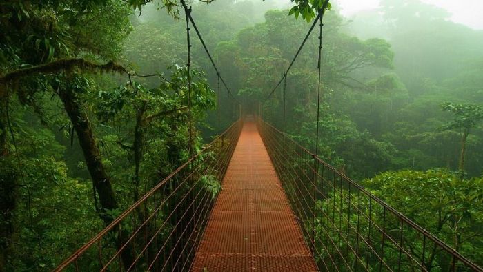 Amazon rainforest jungle, South America