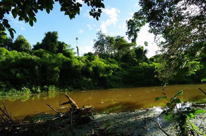 Amazon rainforest jungle, South America