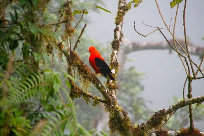 Amazon rainforest jungle, South America