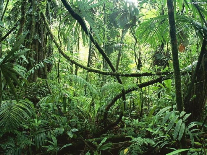 Amazon rainforest jungle, South America