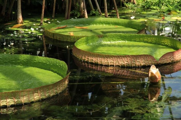 Amazon rainforest jungle, South America