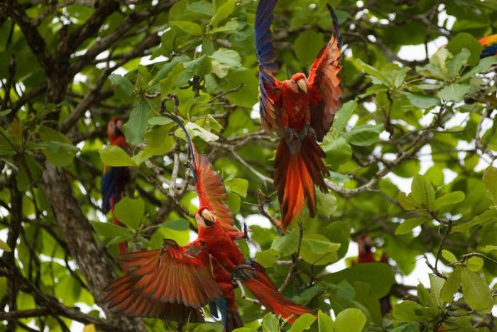 Amazon rainforest jungle, South America