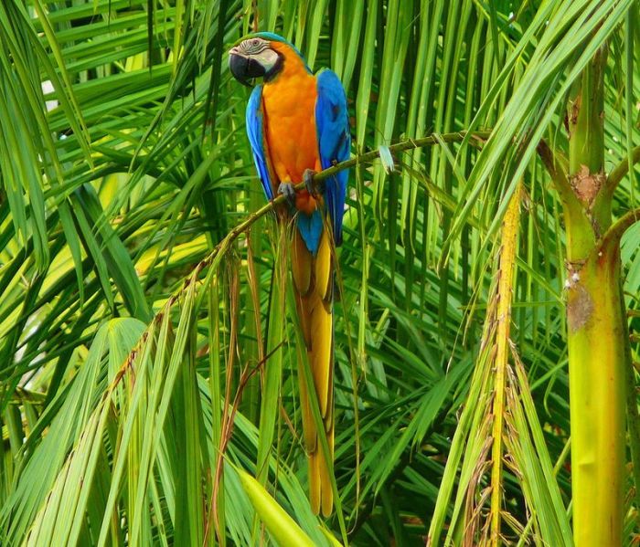 Amazon rainforest jungle, South America