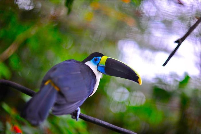 Amazon rainforest jungle, South America