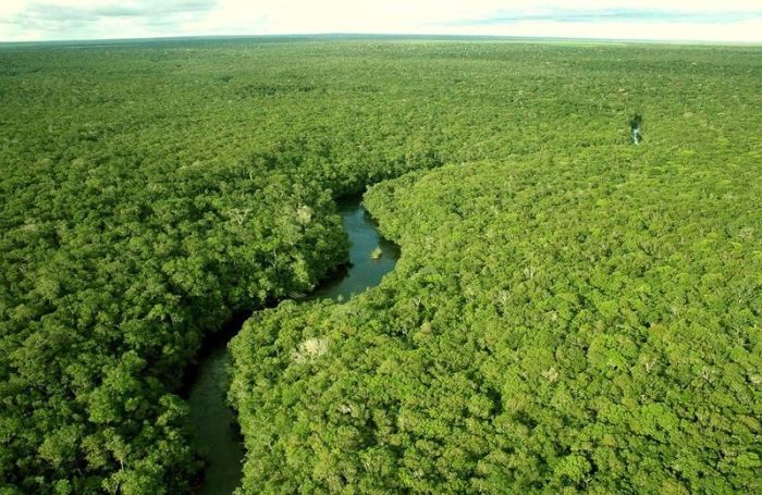 Amazon rainforest jungle, South America