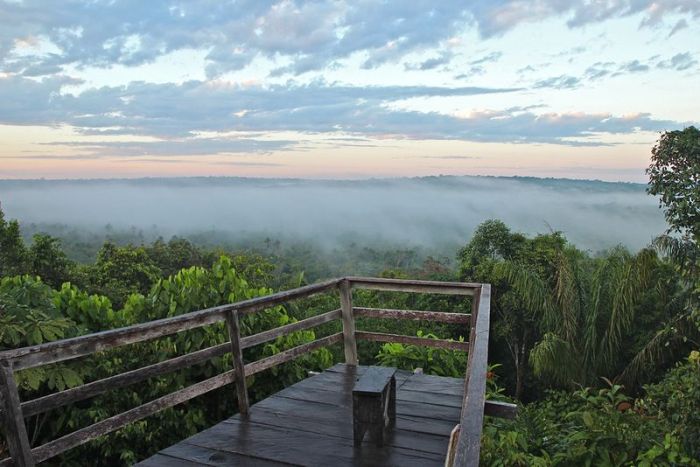 Amazon rainforest jungle, South America