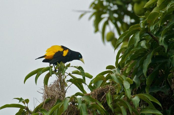 Amazon rainforest jungle, South America