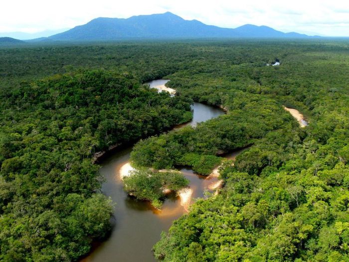 Amazon rainforest jungle, South America