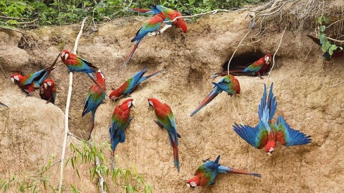 Amazon rainforest jungle, South America