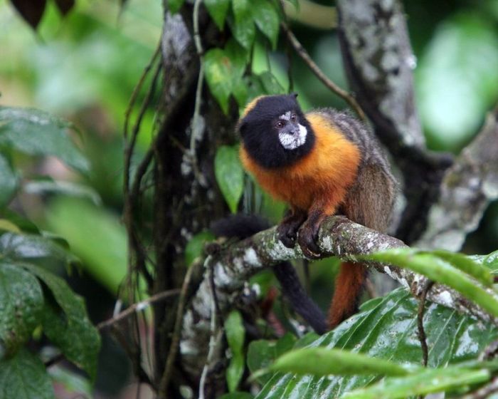 Amazon rainforest jungle, South America