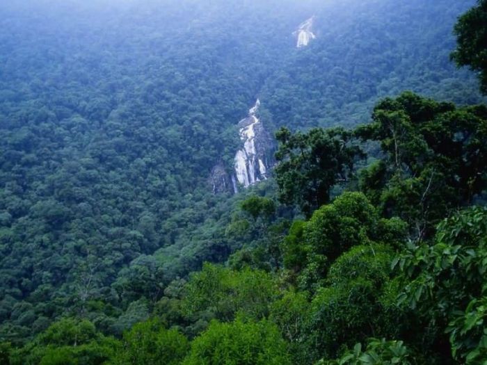 Amazon rainforest jungle, South America