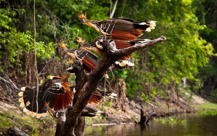 Amazon rainforest jungle, South America