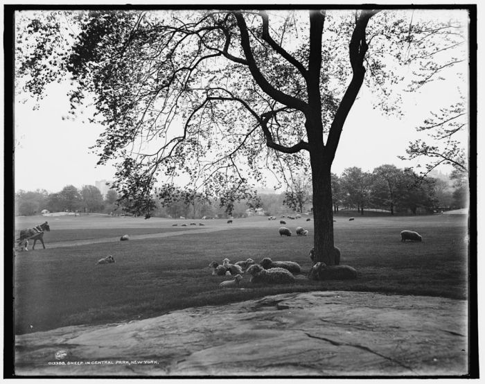 History: Central Park in the early 1900s, Manhattan, New York City, United States