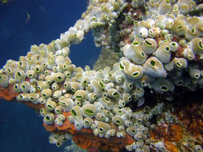 Chuuk Lagoon, Chuuk State, Federated States of Micronesia, Pacific Ocean