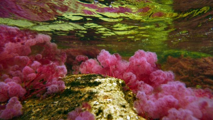 Caño Cristales, The River of Five Colors, Serrania de la Macarena, Meta, Colombia