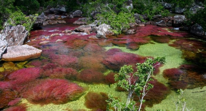 Caño Cristales, The River of Five Colors, Serrania de la Macarena, Meta, Colombia