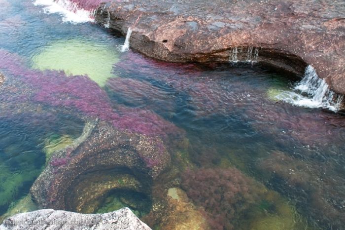 Caño Cristales, The River of Five Colors, Serrania de la Macarena, Meta, Colombia