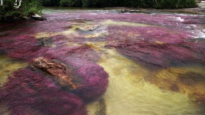 Caño Cristales, The River of Five Colors, Serrania de la Macarena, Meta, Colombia