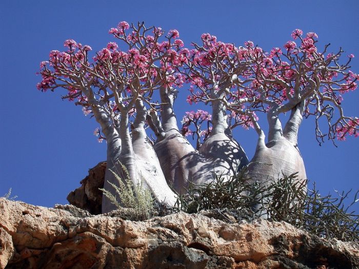 Socotra archipelago, Republic of Yemen, Indian Ocean