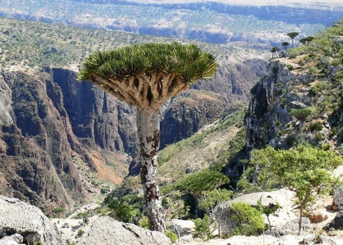 Socotra archipelago, Republic of Yemen, Indian Ocean