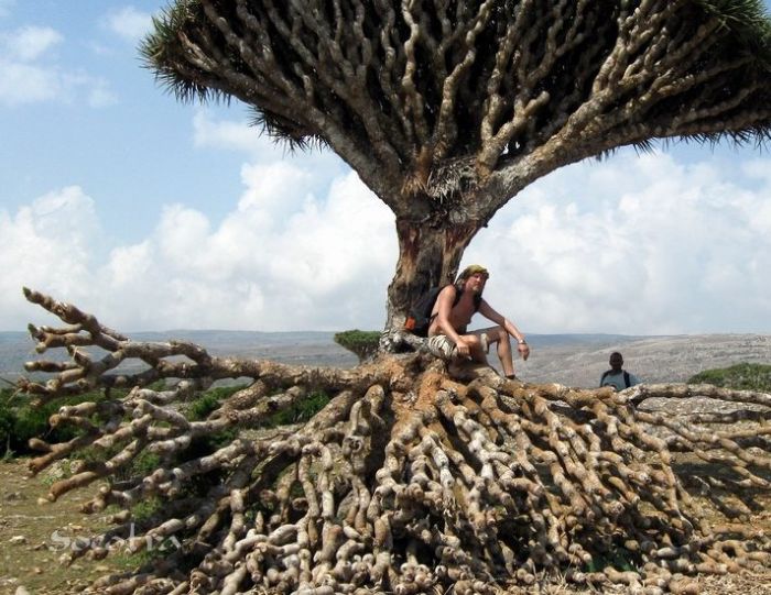 Socotra archipelago, Republic of Yemen, Indian Ocean