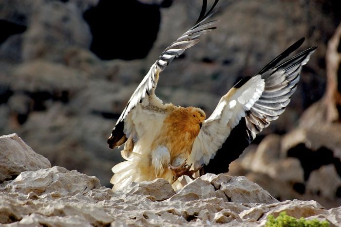 Socotra archipelago, Republic of Yemen, Indian Ocean