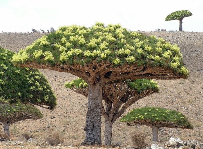 Socotra archipelago, Republic of Yemen, Indian Ocean