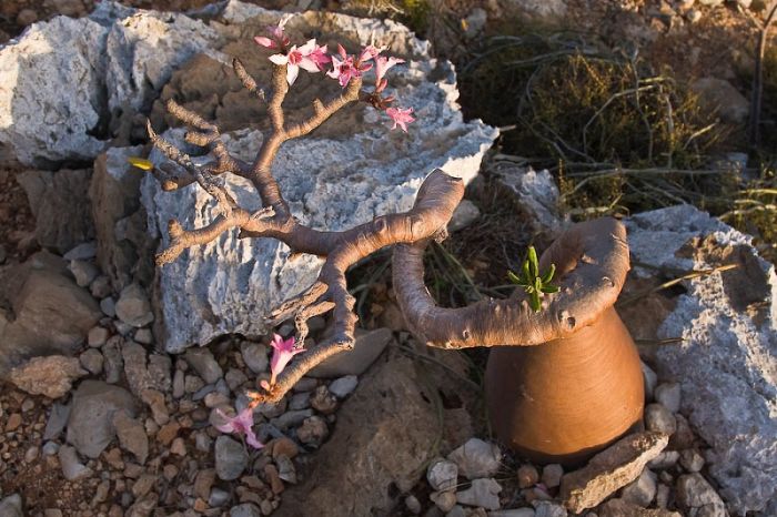 Socotra archipelago, Republic of Yemen, Indian Ocean