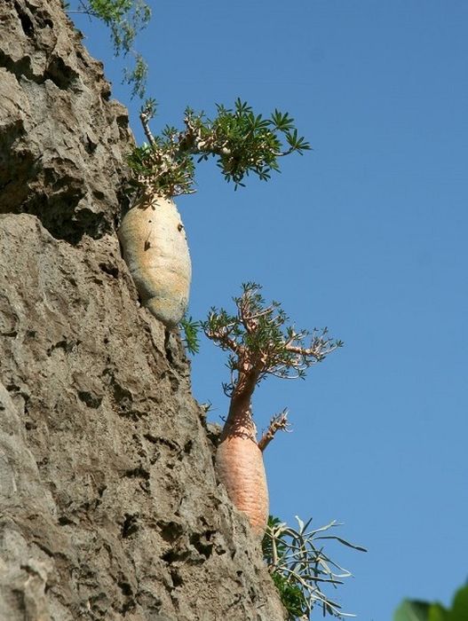 Socotra archipelago, Republic of Yemen, Indian Ocean