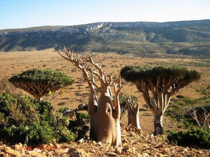 Socotra archipelago, Republic of Yemen, Indian Ocean