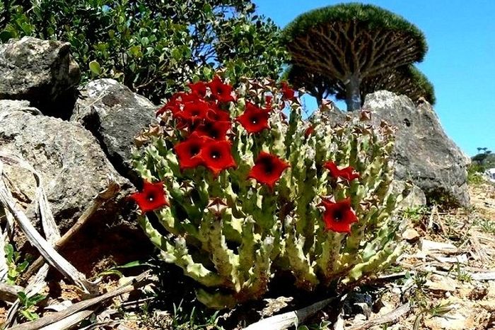 Socotra archipelago, Republic of Yemen, Indian Ocean