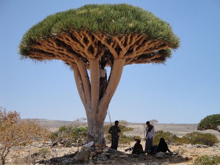 Socotra archipelago, Republic of Yemen, Indian Ocean