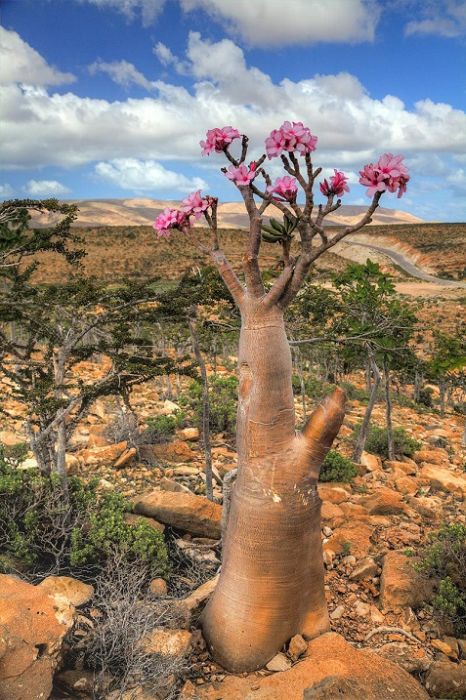 Socotra archipelago, Republic of Yemen, Indian Ocean