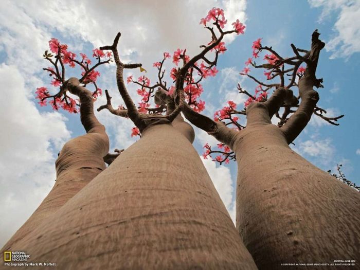 Socotra archipelago, Republic of Yemen, Indian Ocean