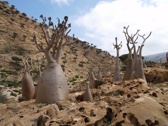 Socotra archipelago, Republic of Yemen, Indian Ocean