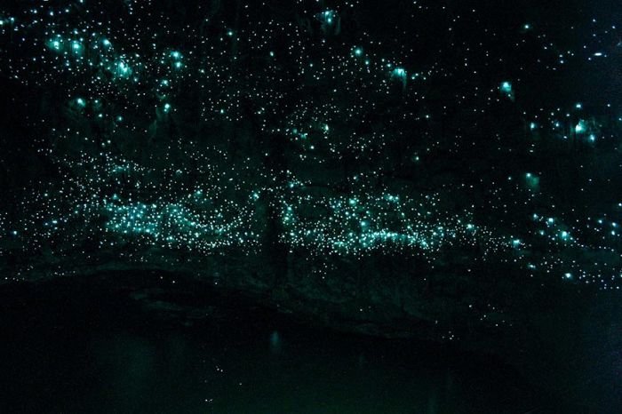 Waitomo Glowworm Caves, Waitomo, North Island, New Zealand