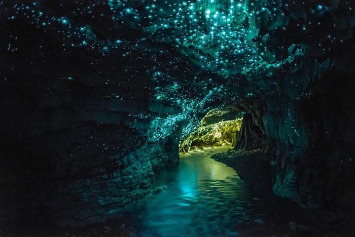 Waitomo Glowworm Caves, Waitomo, North Island, New Zealand