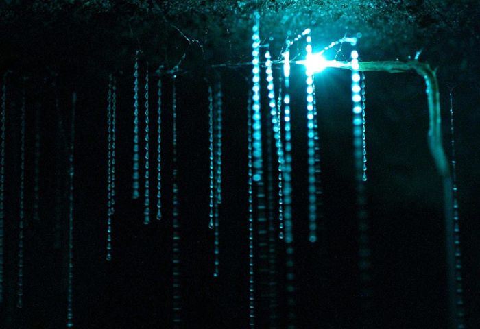 Waitomo Glowworm Caves, Waitomo, North Island, New Zealand