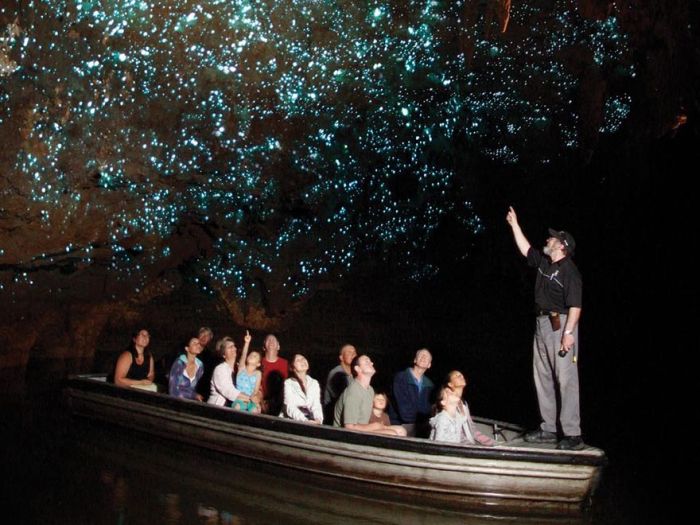 Waitomo Glowworm Caves, Waitomo, North Island, New Zealand