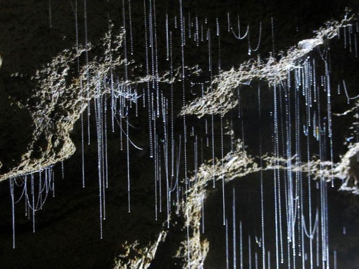 Waitomo Glowworm Caves, Waitomo, North Island, New Zealand