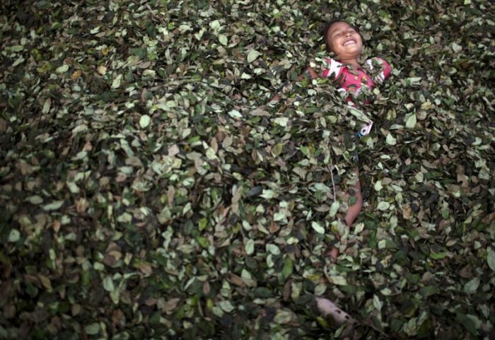 Coca plant farmers, Peruvian mountains, Peru