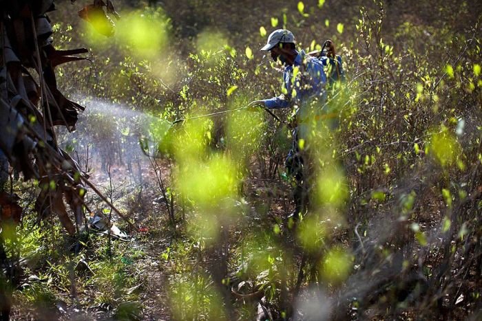 Coca plant farmers, Peruvian mountains, Peru