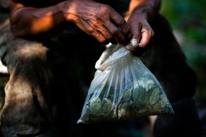 Coca plant farmers, Peruvian mountains, Peru