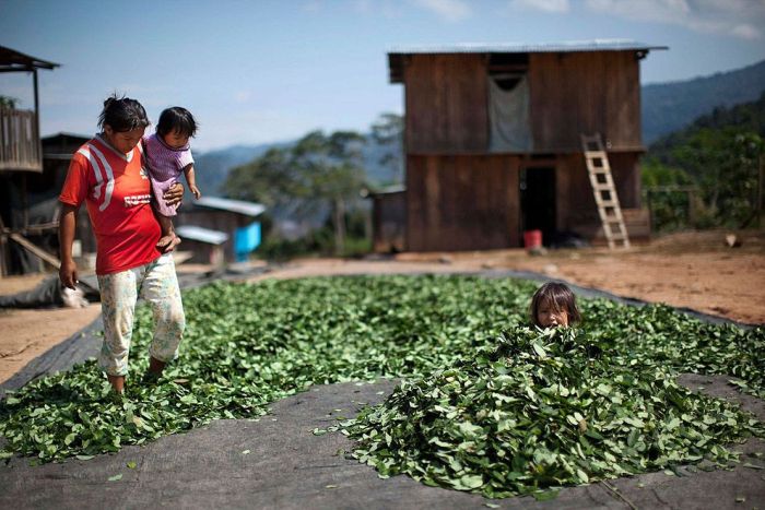 Coca plant farmers, Peruvian mountains, Peru