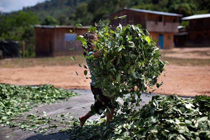 Coca plant farmers, Peruvian mountains, Peru