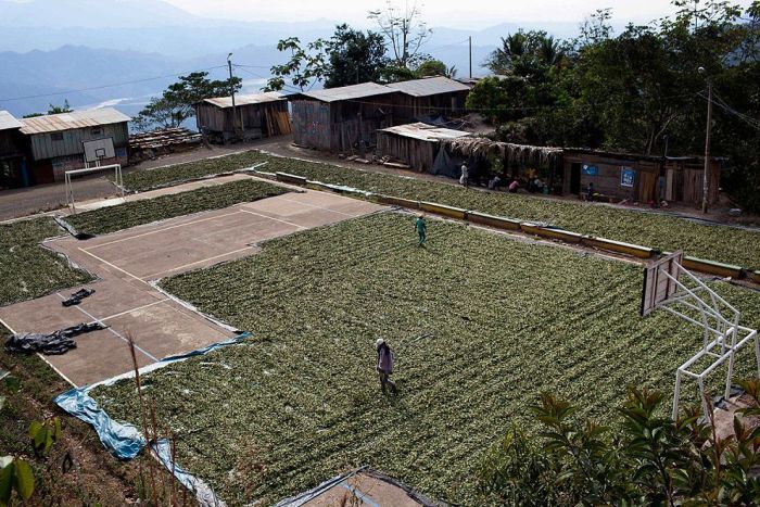 Coca plant farmers, Peruvian mountains, Peru